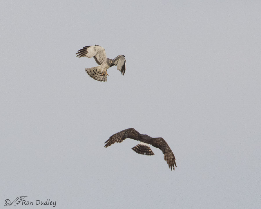 northern harrier 1863 rorn dudley