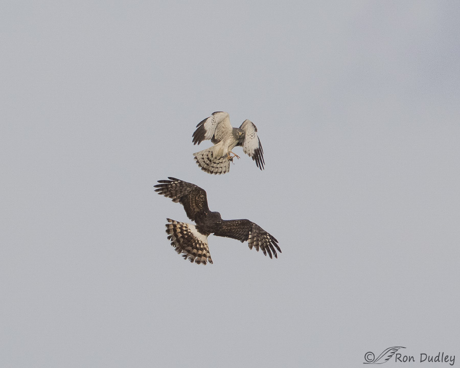 northern harrier 1866 ron dudley