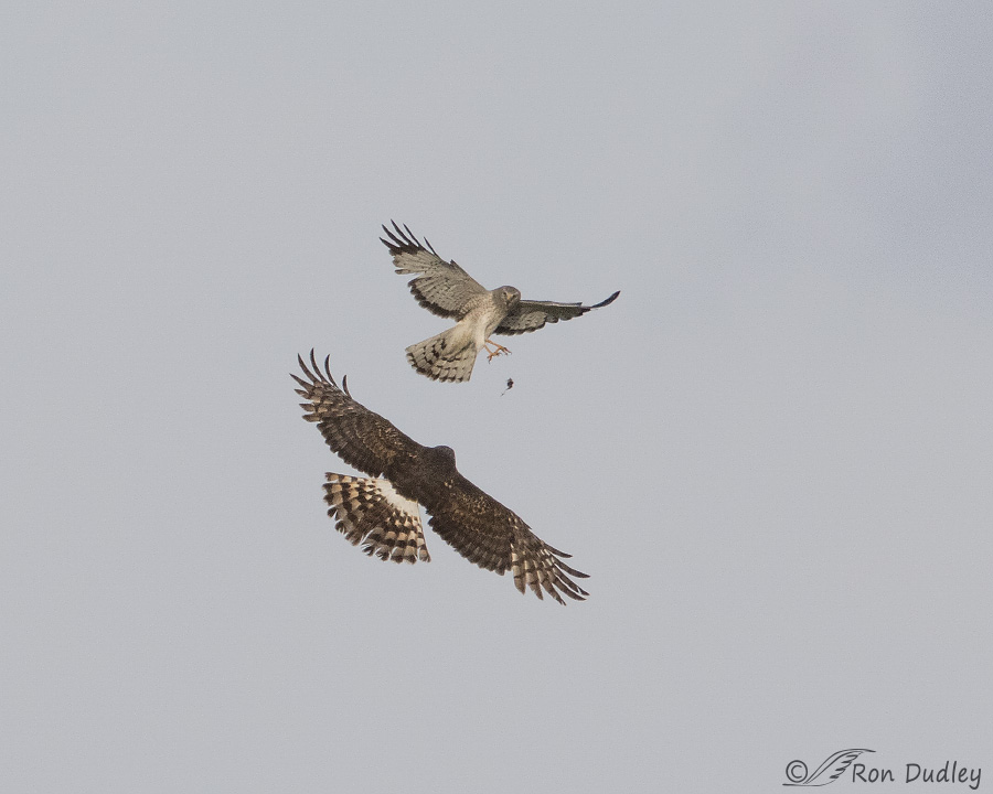 northern harrier 1867 ron dudley