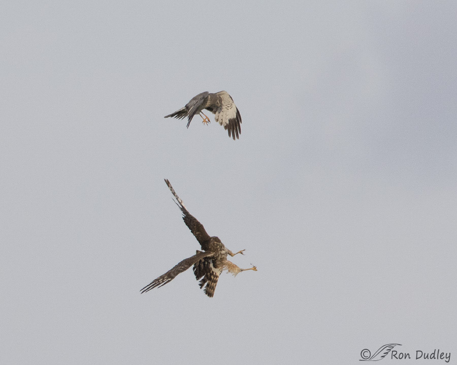 northern harrier 1870 ron dudley