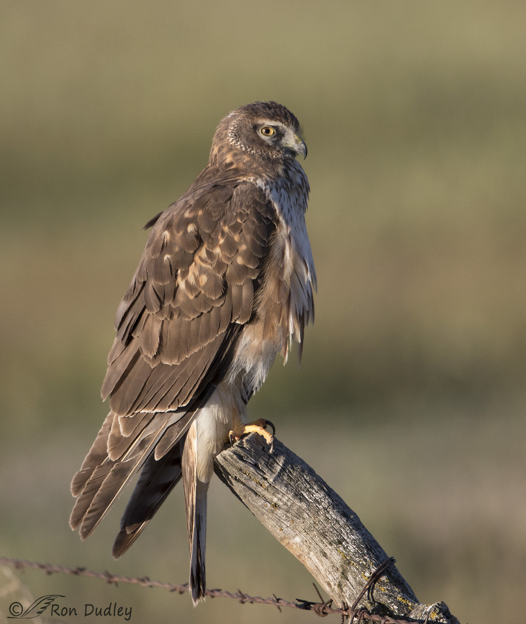 northern harrier 8746 ron dudley