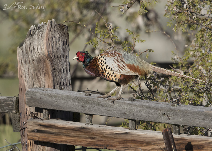 ring-necked pheasant 5176 ron dudley