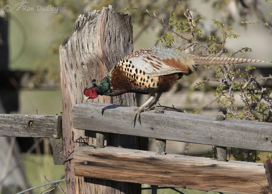 ring-necked pheasant 5185 ron dudley