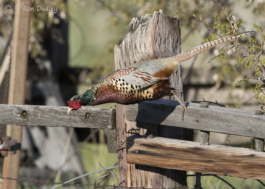 ring-necked pheasant 5192 ron dudley