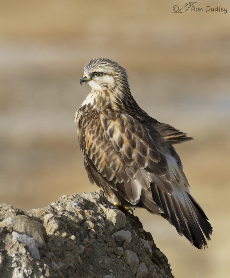 rough-legged hawk 6550b ron dudley