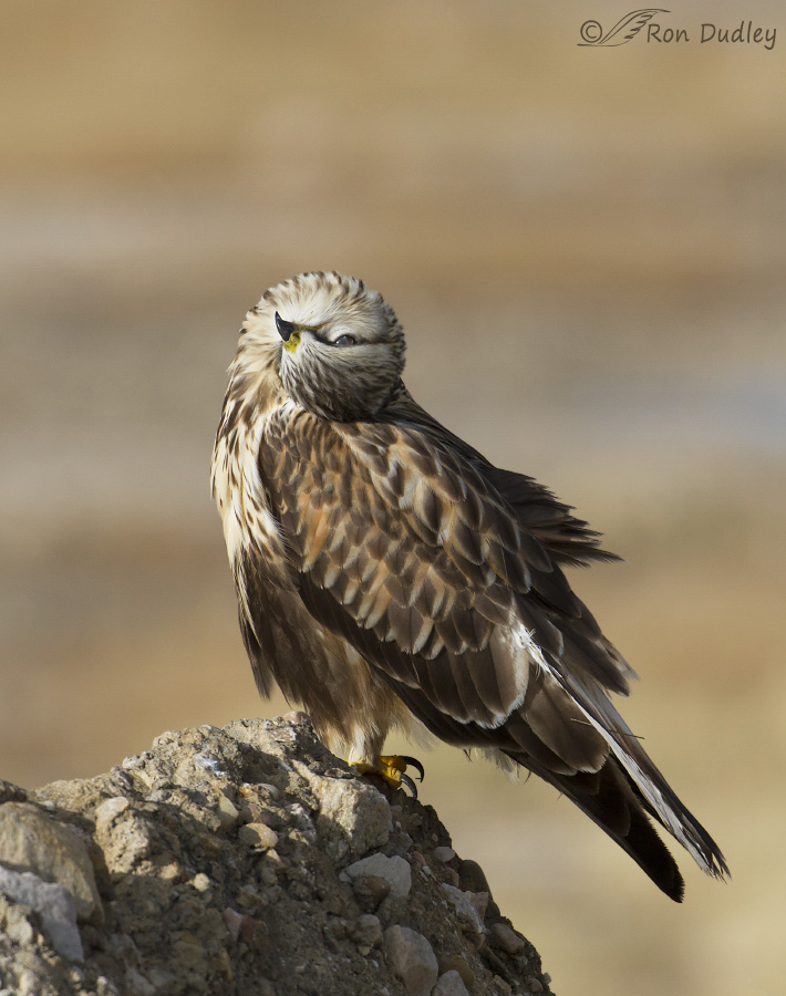 rough-legged hawk 6560b ron dudley