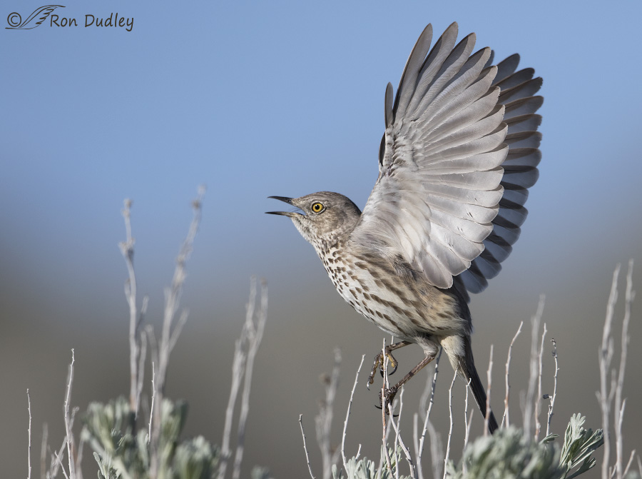 sage thrasher 2116b ron dudley