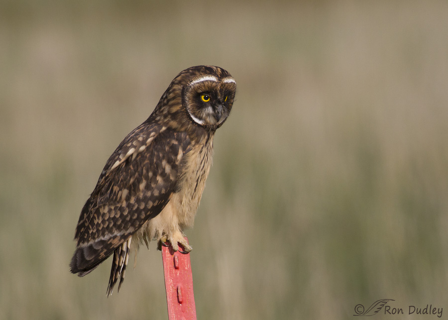 short-eared owl 0860 ron dudley