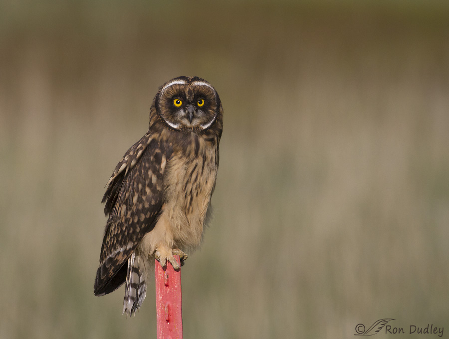 short-eared owl 0924 ron dudley