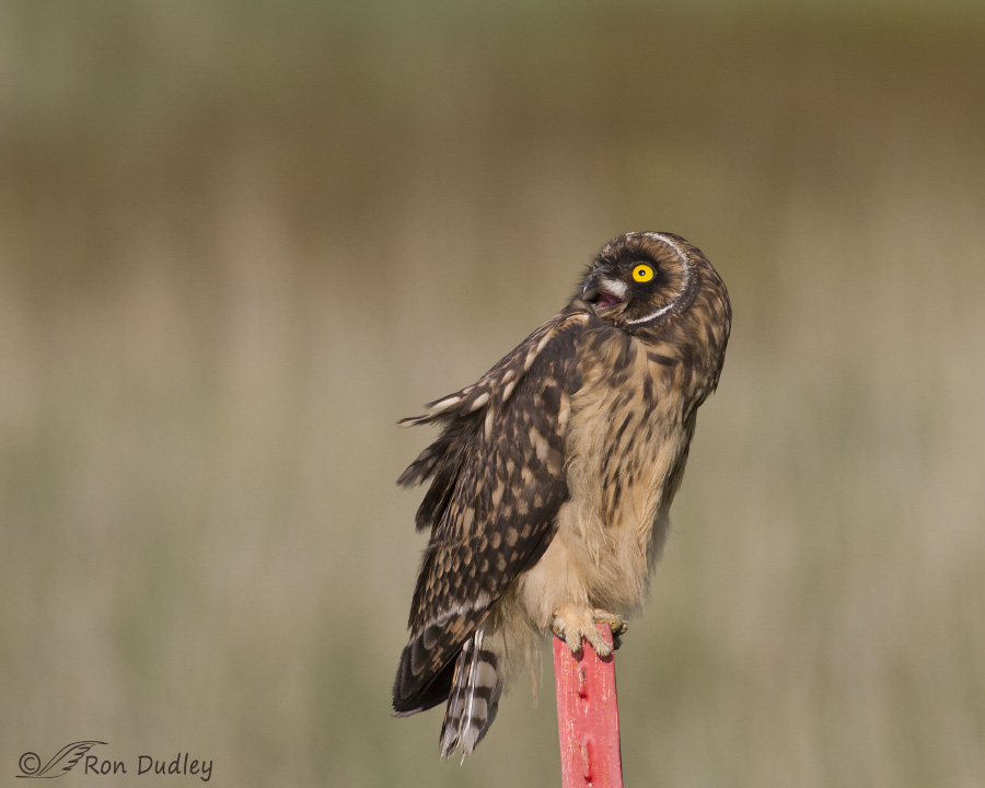 short-eared owl 0963 ron dudley