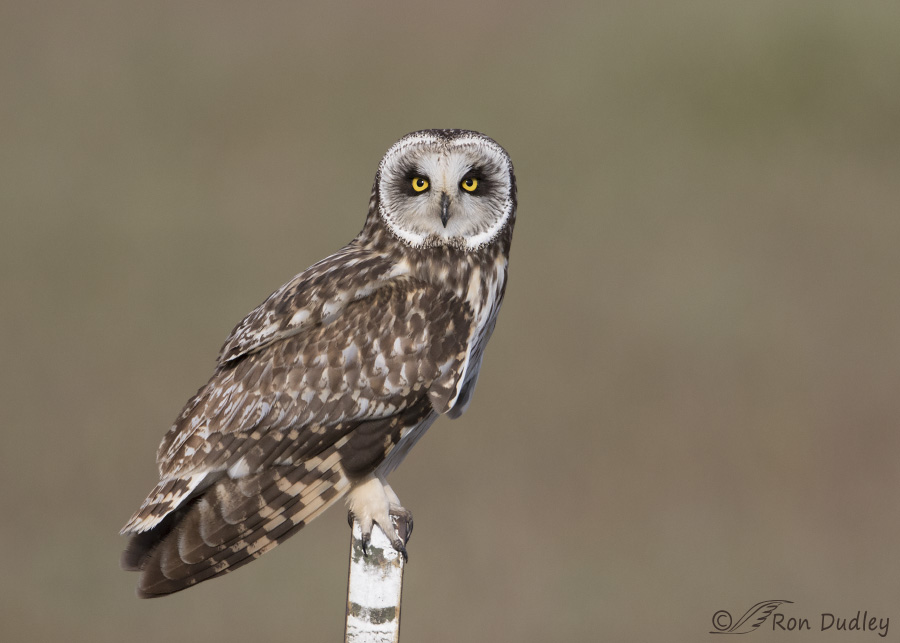 short-eared owl 2203 ron dudley