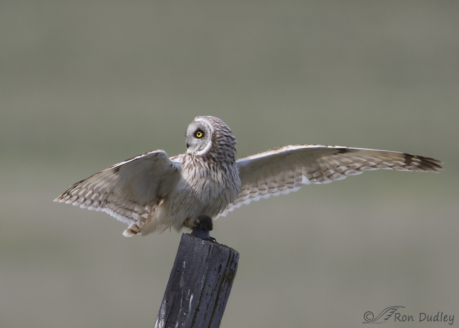 short-eared owl 2637 ron dudley