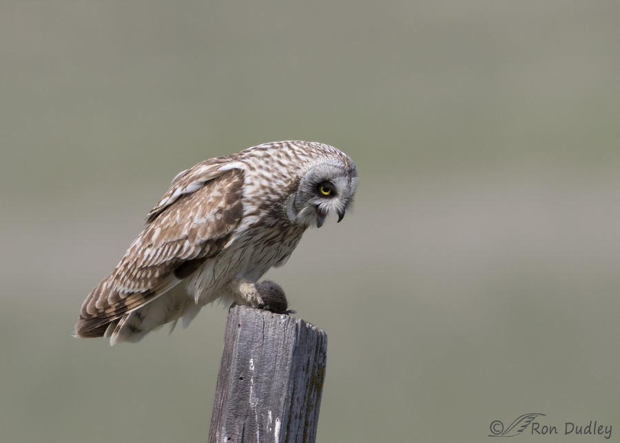 short-eared owl 2674 ron dudley