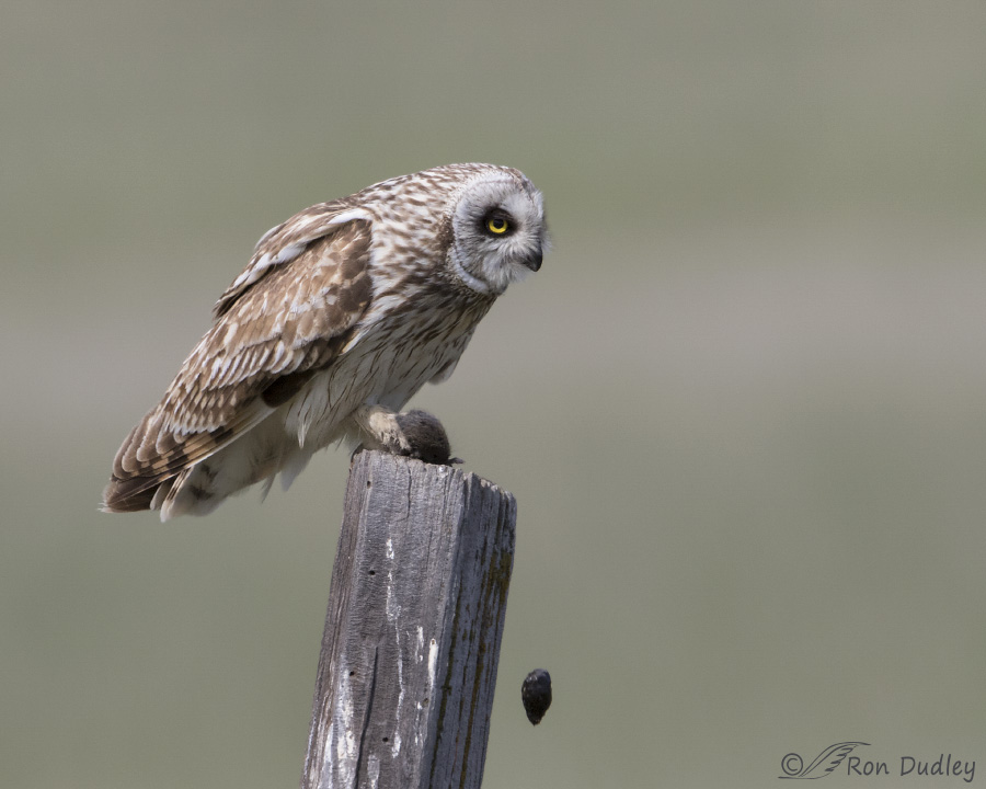 short-eared owl 2679 ron dudley