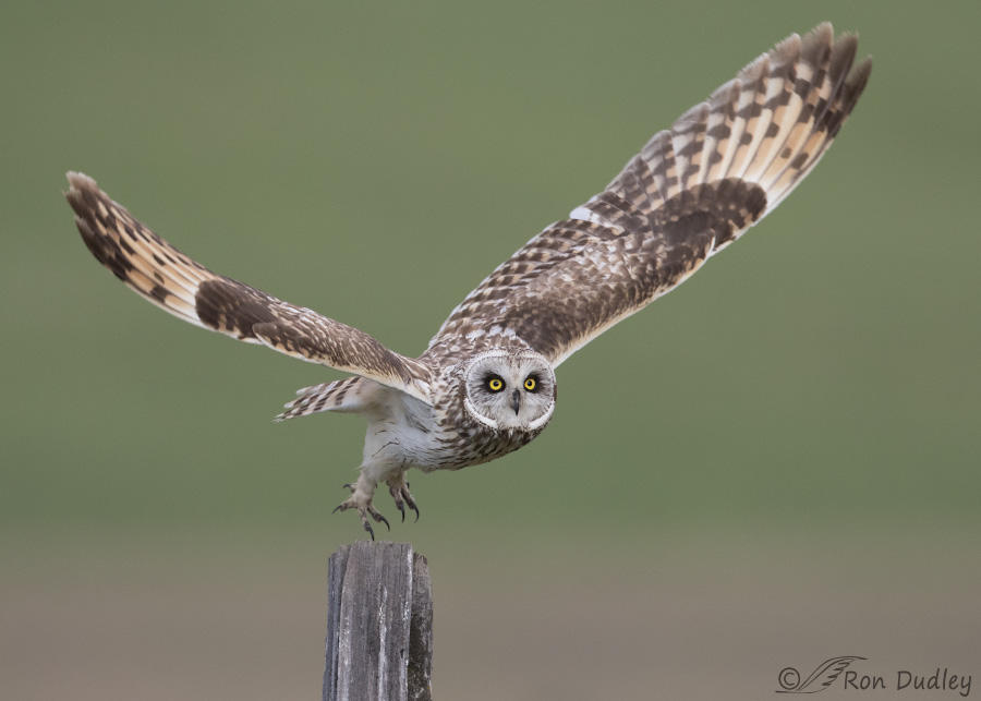 short-eared owl 3183 ron dudley
