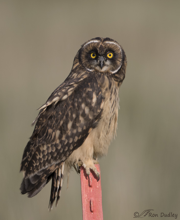 short-eared owl 3274 ron dudley