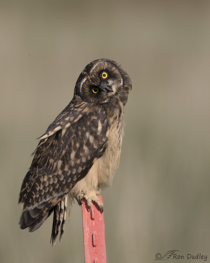 short-eared owl 3303 ron dudley
