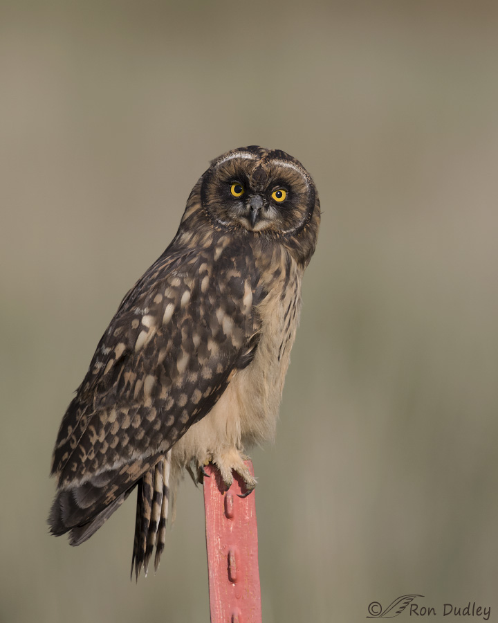 short-eared owl 3315 ron dudley