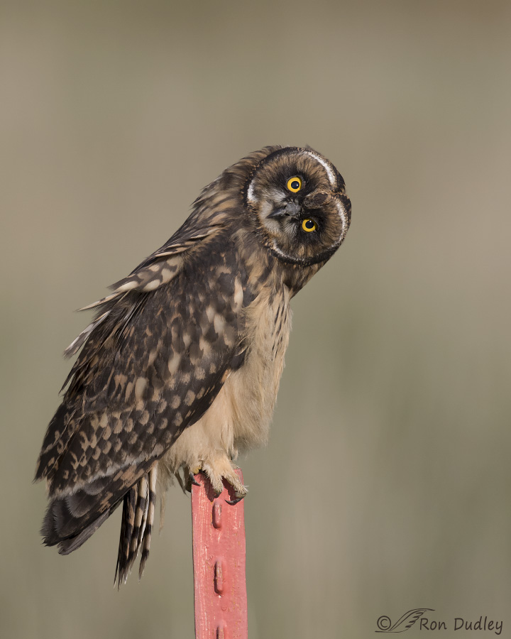 short-eared owl 3340 ron dudley