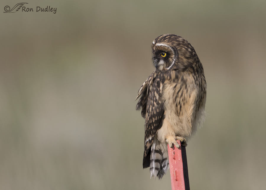 short-eared owl 3410 ron dudley