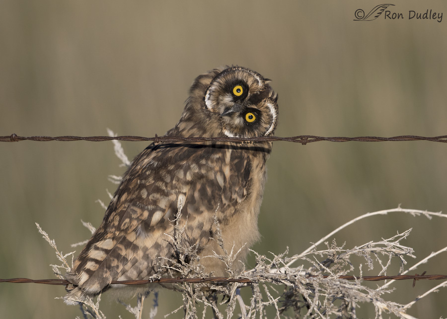 short-eared owl 3714 ron dudley