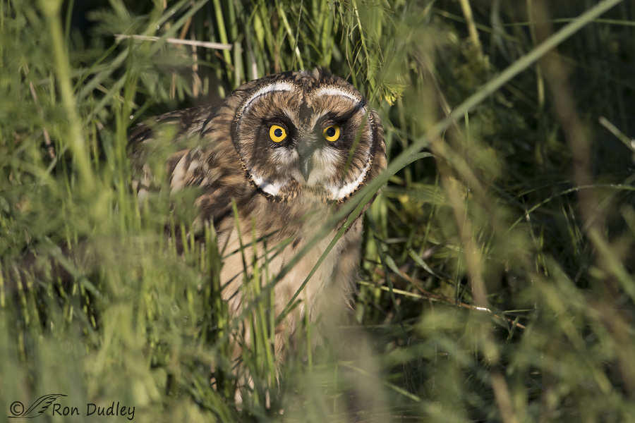 short-eared owl 3762 ron dudley