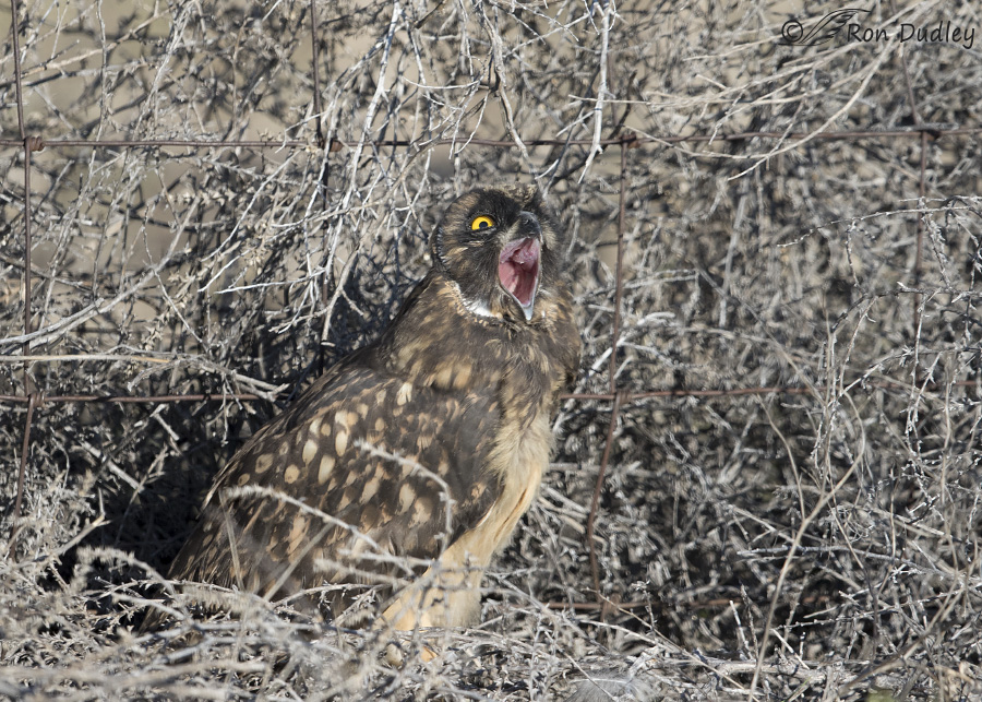 short-eared owl 3949 ron dudley