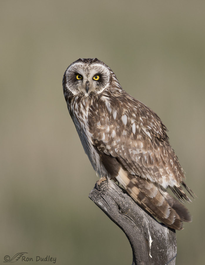 short-eared owl 4527 ron dudley