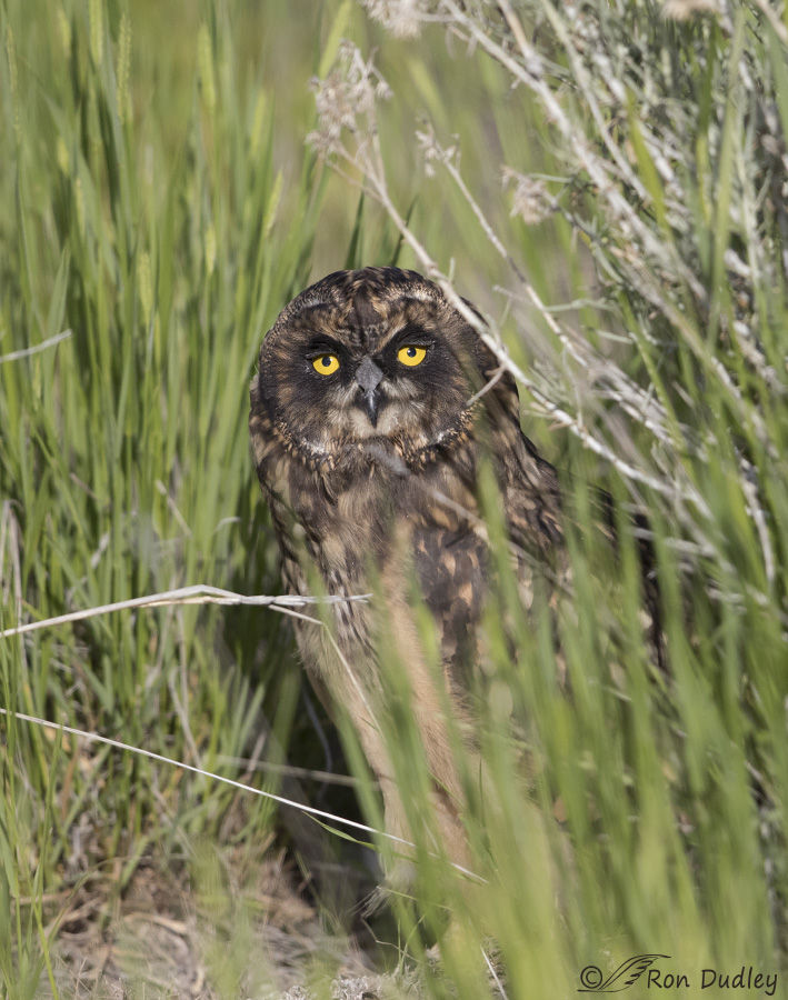 short-eared owl 4780 ron dudley