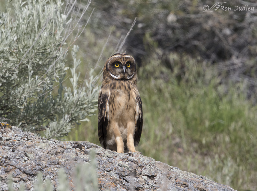 short-eared owl 4931 ron dudley