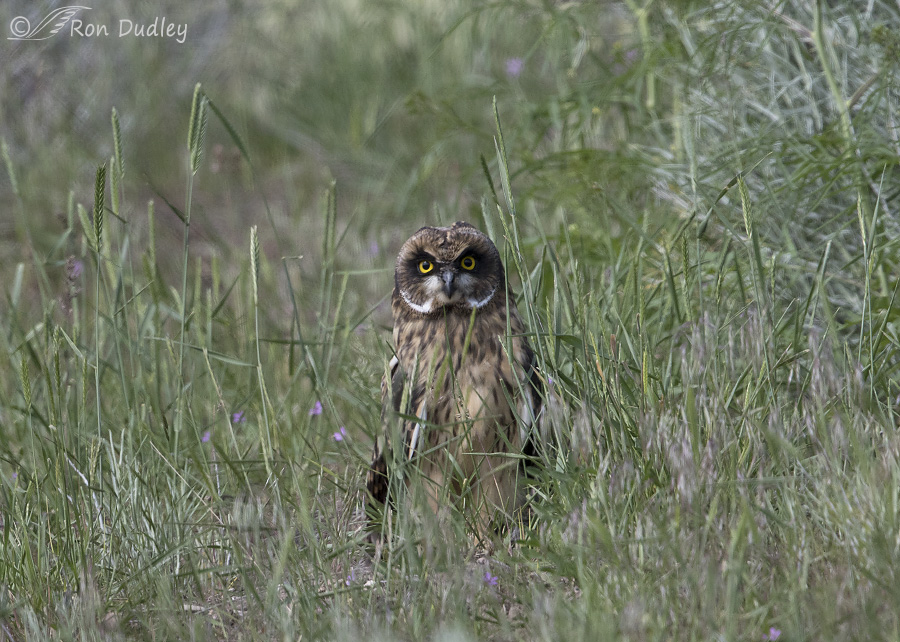 short-eared owl 4940 ron dudley