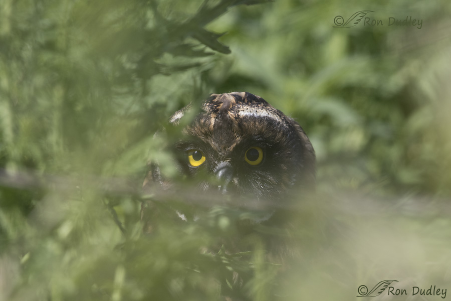 short-eared owl 5122 ron dudley