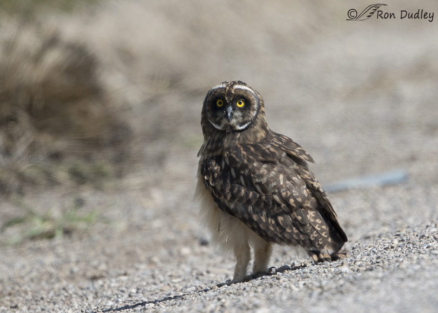 short-eared owl 5128 ron dudley