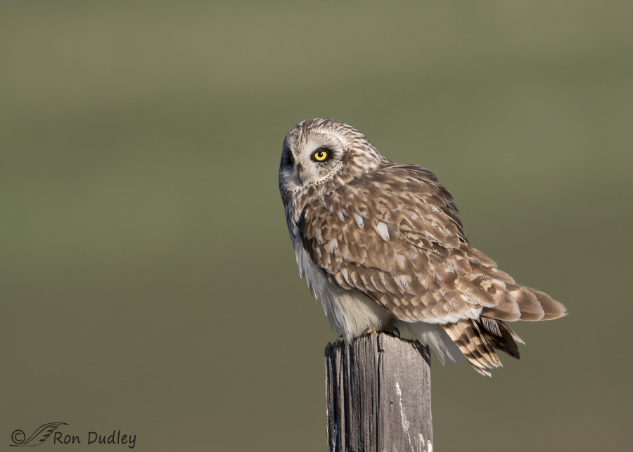 short-eared owl 8890b ron dudley
