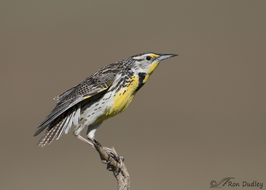western meadowlark 9952 ron dudley