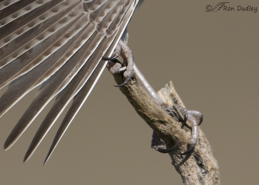 western meadowlark 9955 big crop ron dudley