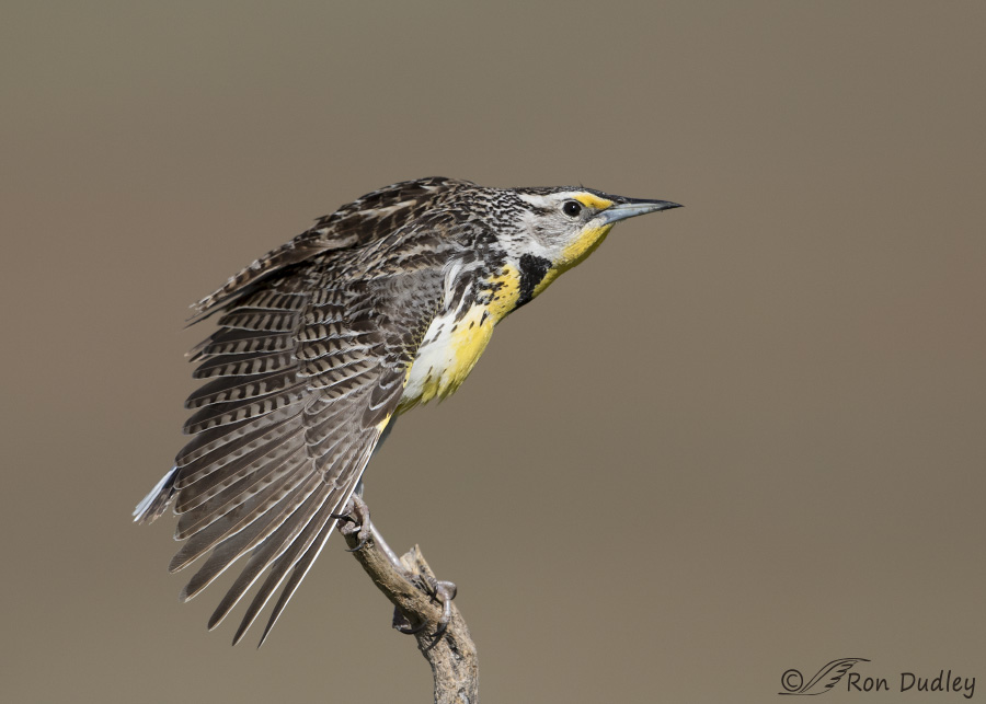 western meadowlark 9955 ron dudley