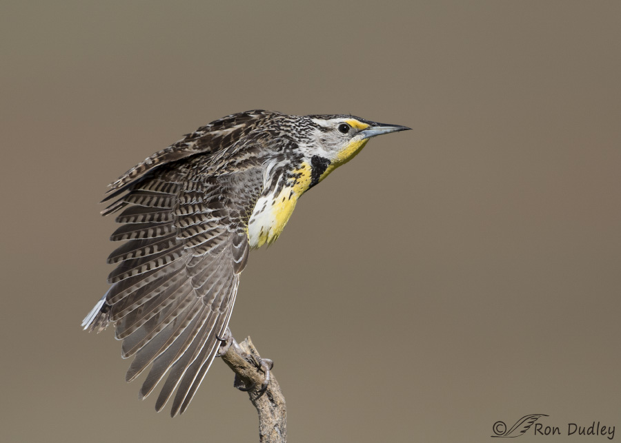 western meadowlark 9956 ron dudley