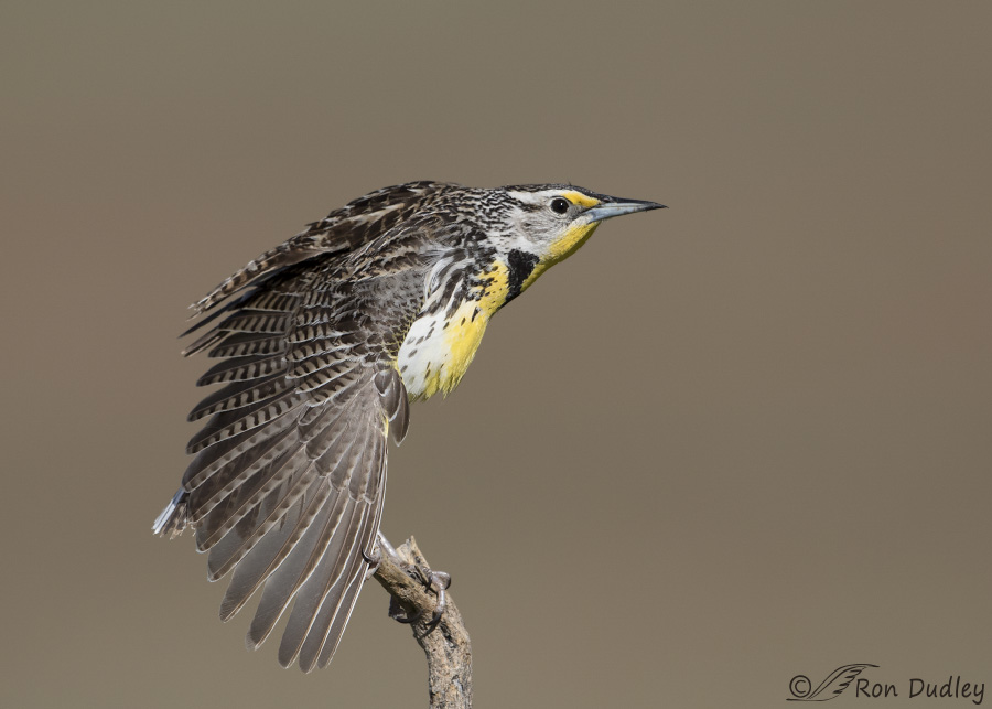 western meadowlark 9957 ron dudley
