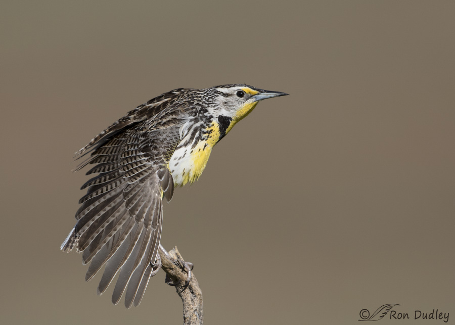 western meadowlark 9958 ron dudley