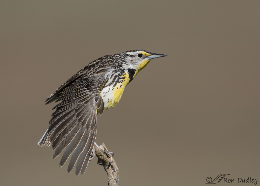 western meadowlark 9959 ron dudley