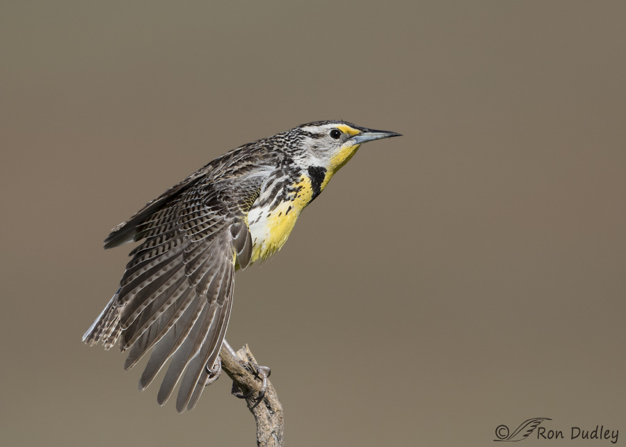 western meadowlark 9960 ron dudley