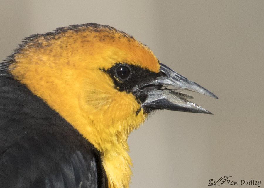 yellow-headed blackbird 5930 big crop ron dudley