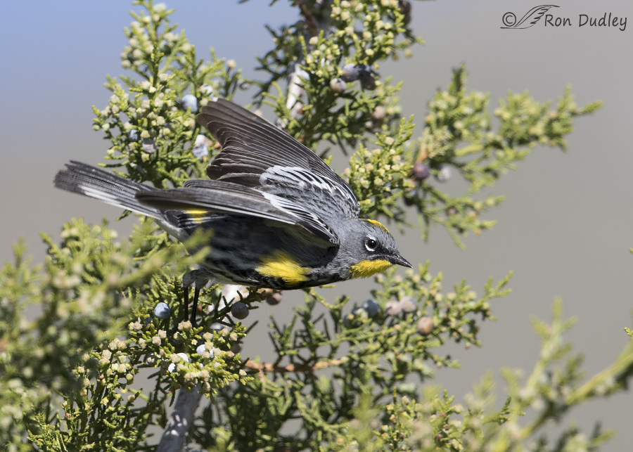 yellow-rumped warbler 9213 ron dudley