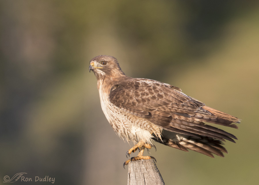 Aloof Red-tailed Hawk