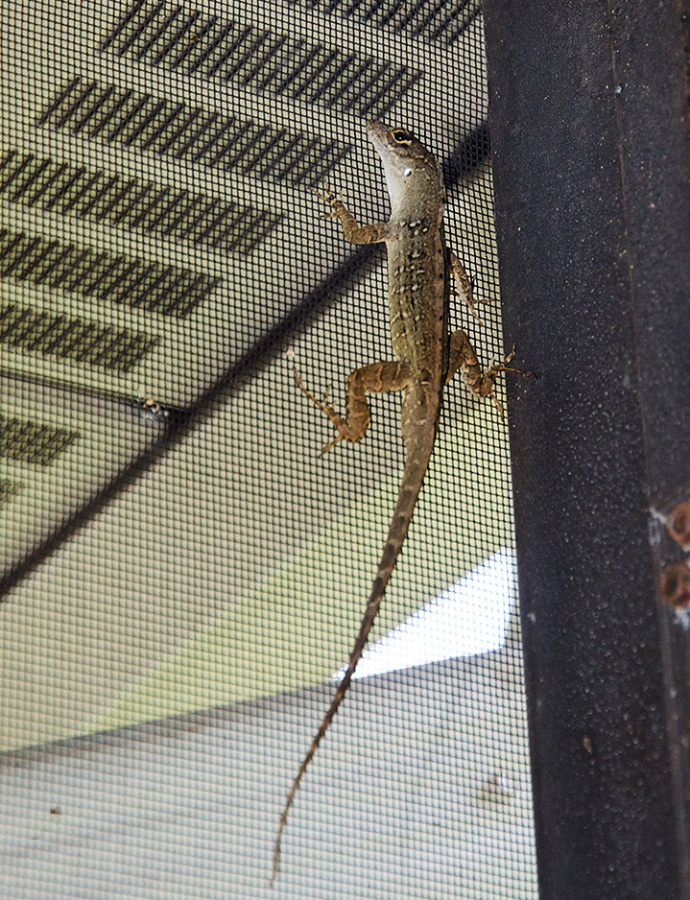 anole 8926 roger burnard