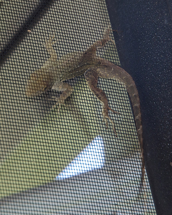 anole 8927a roger burnard