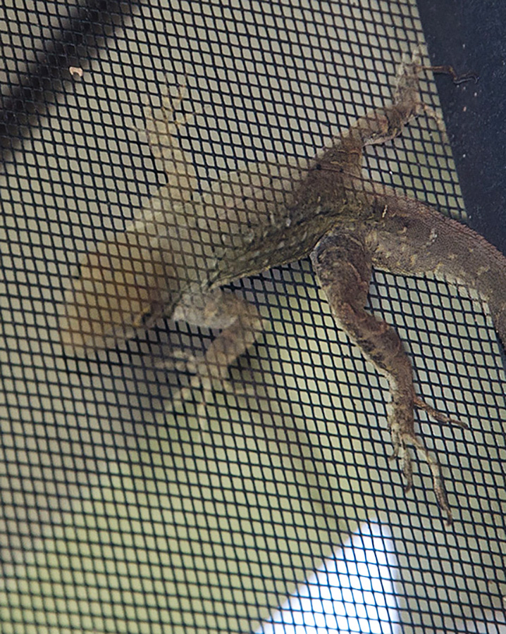 anole 8927b roger burnard