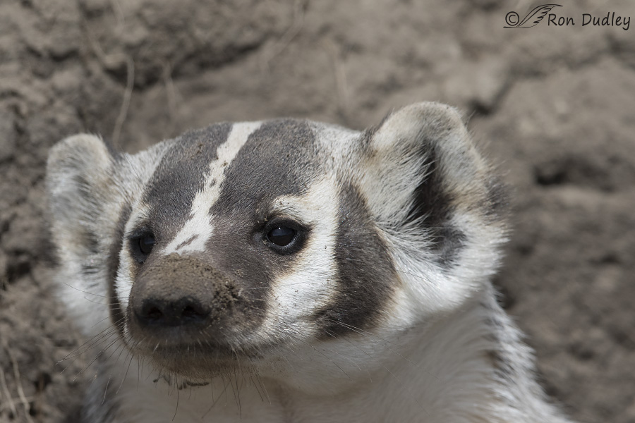 badger 0845 ron dudley