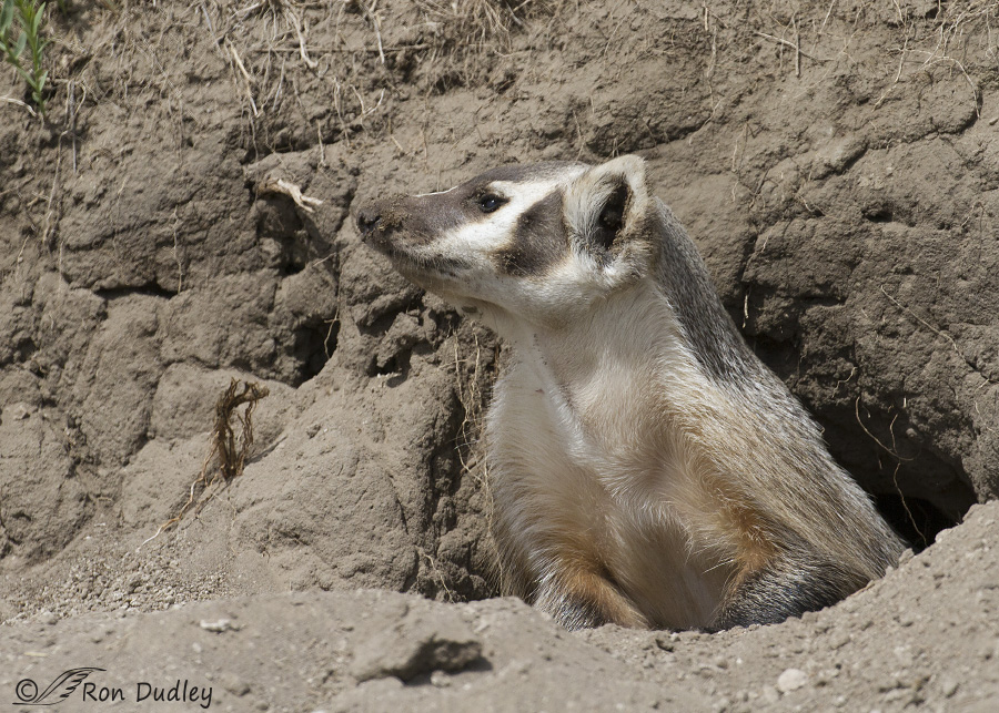 badger 1805 ron dudley